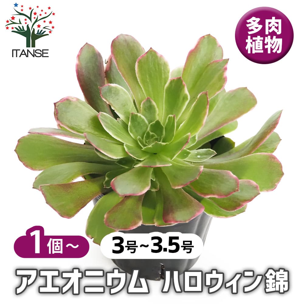 アエオニウム ハロウィン錦 【多肉植物 3～3.5号】｜ 【植物の