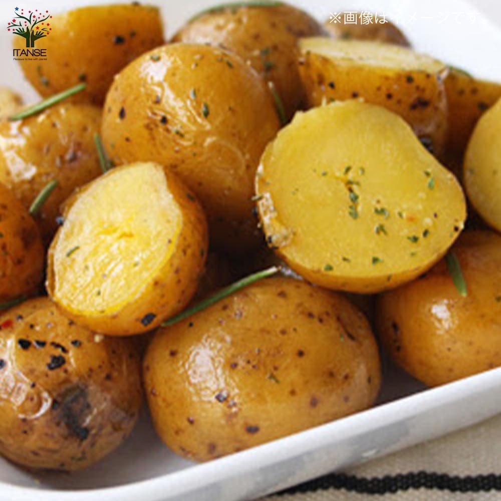 じゃがいもの種芋 品種:インカのめざめ【野菜種芋】｜ 【植物の