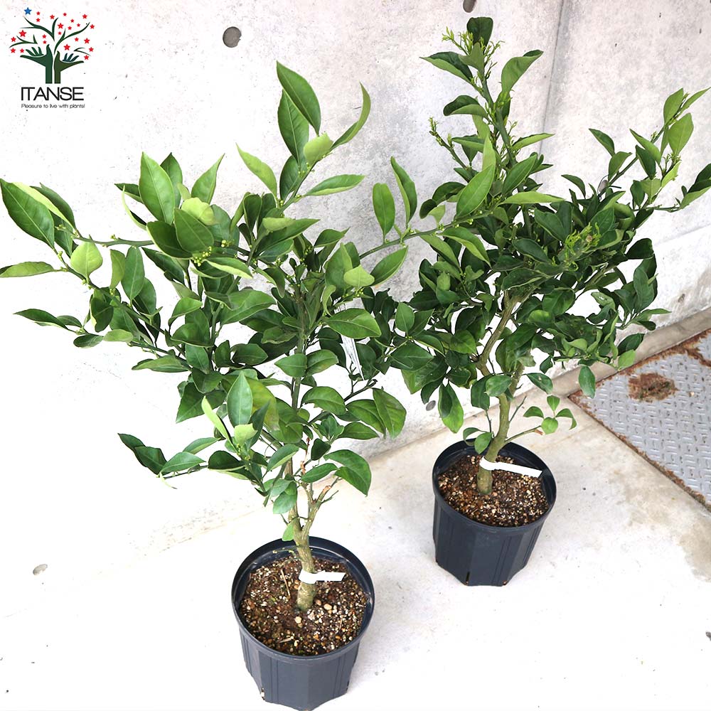 極早生みかんの大苗 ゆら早生 【果樹の苗木 8号鉢 接木苗／1個売り