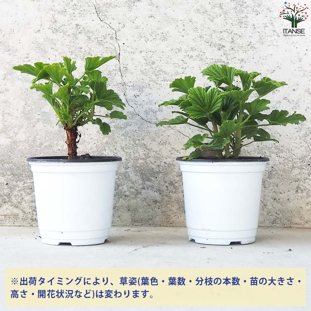 オレンジゼラニウム 10.5cm2個～【おうちで簡単！育てやすい10.5cm