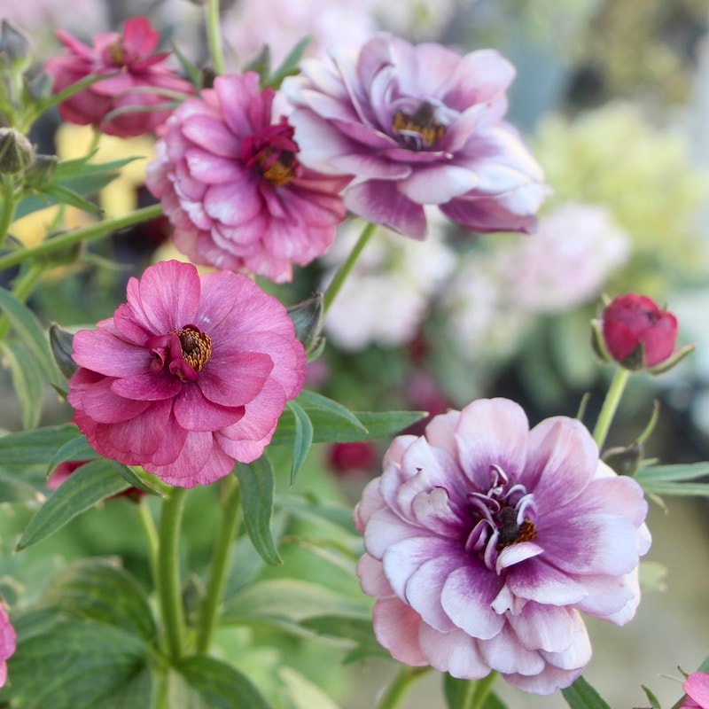 画像(最後の6枚)の現品1点限り☆ラナンキュラス・ラックス「ティーバ