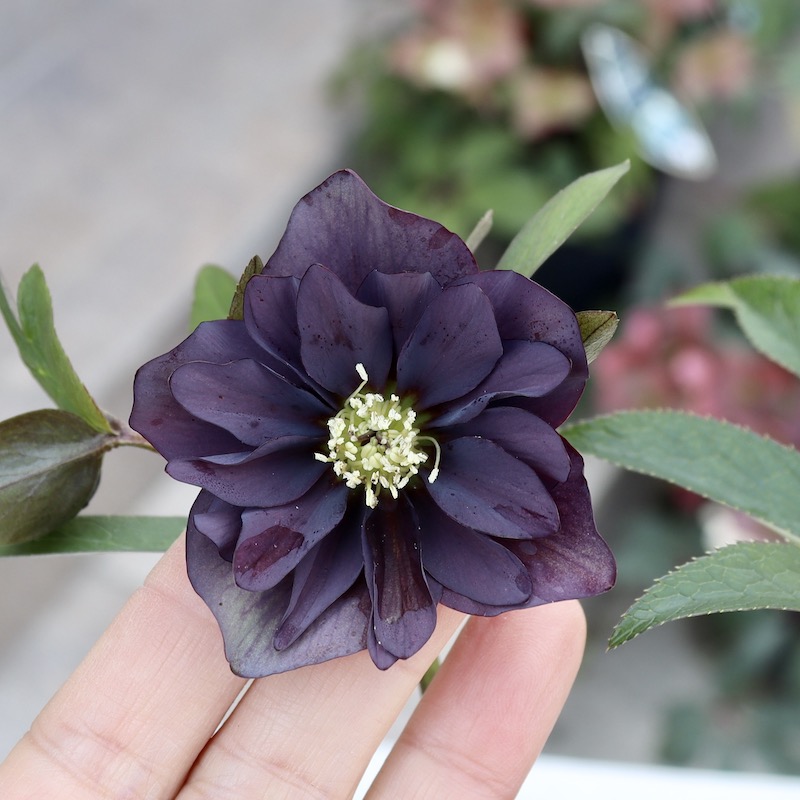 画像の現品1株限り!! 3年物?クリスマスローズ「ダブルブラック系」3.5