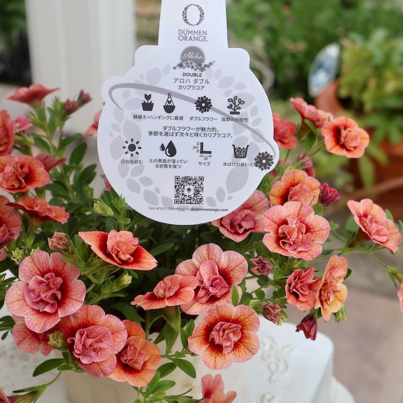 在庫限り♪カリブラコア・アロハダブル「アプリコット」(3.5号ポット)