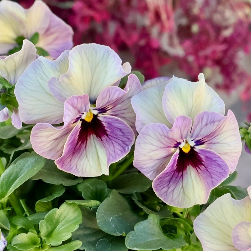 画像の現品1点限り》超良株☆桂楓園さんの魅惑のパンジー「マジック