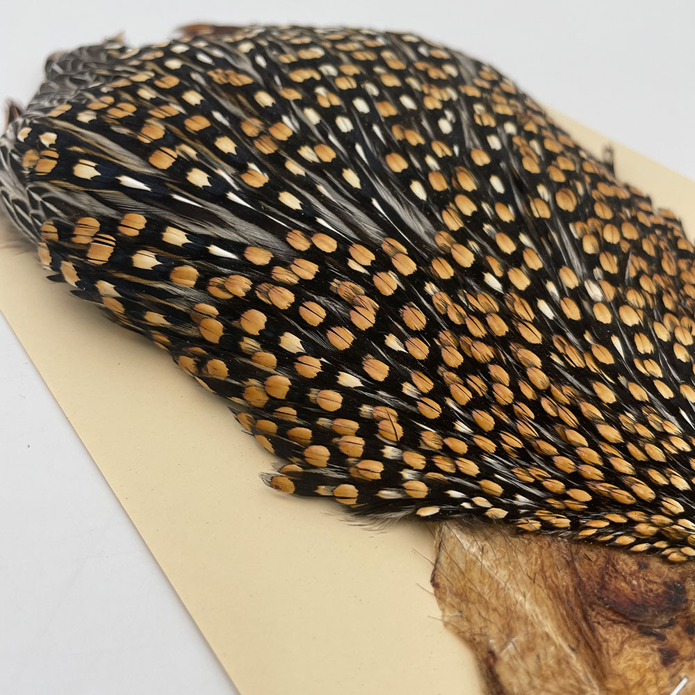 Ken-Cube ジャングルコック Grade SA （No.9）