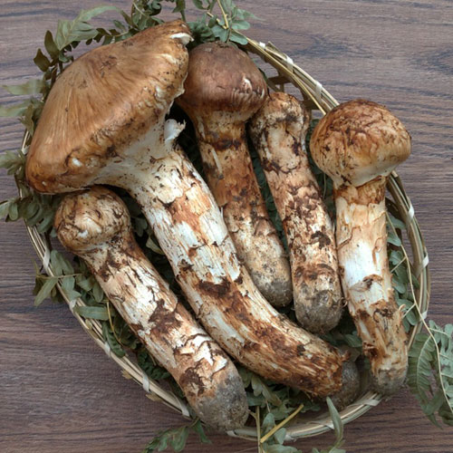 まつたけ（つぼみ中/半ヒラキ）の販売・通販 【 天然きのこ山菜.com 】