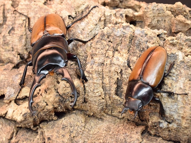 ラフェルトノコギリクワガタ76mmペア | すべての商品 | 極