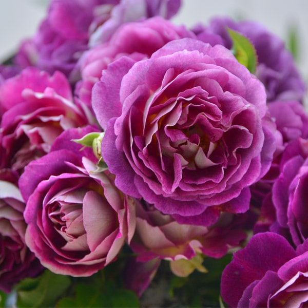 オルゴナイト バラ ディープローズクォーツ＆ ガーネット オルゴナイト