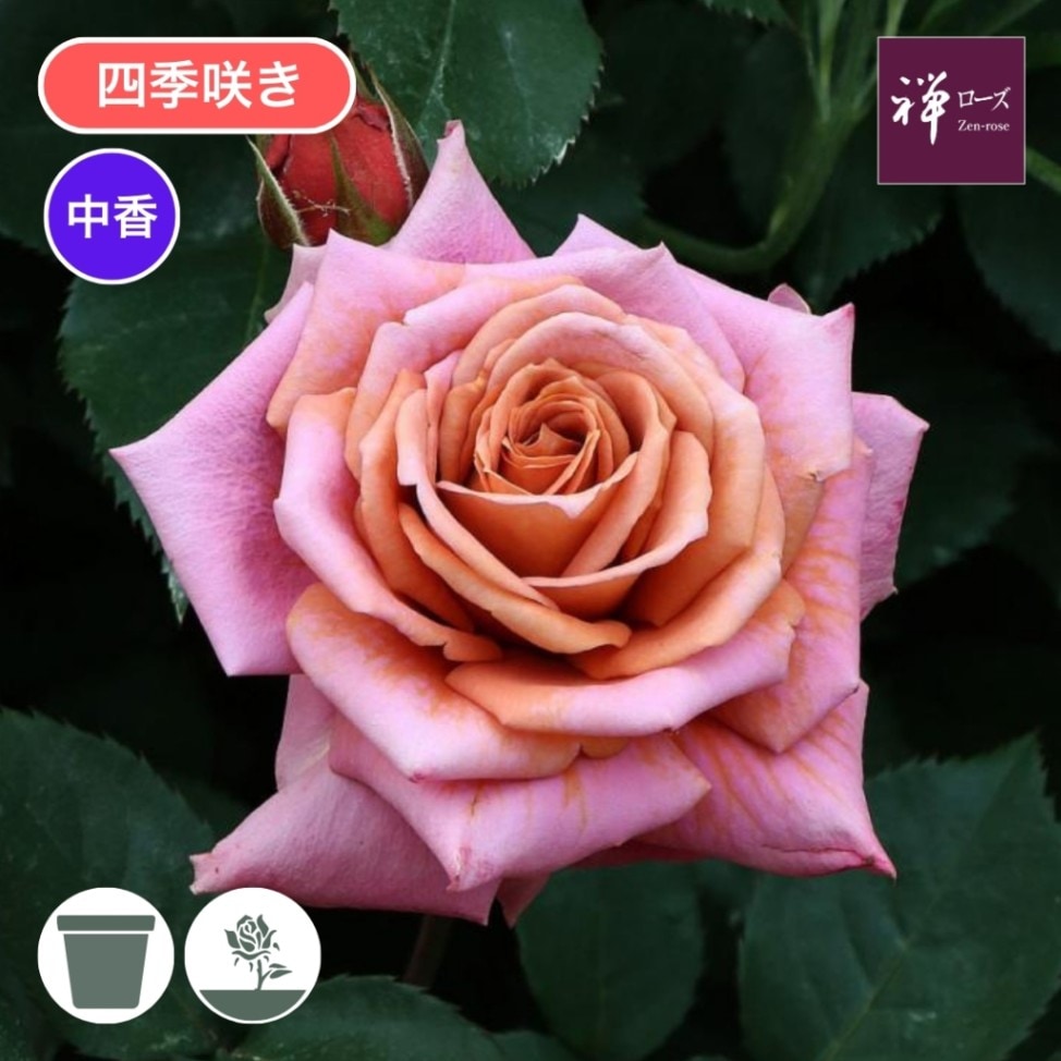 バラ苗 大苗 2026 禅 ぜん Zen 国産ノイバラ台木使用 | 大苗 2026