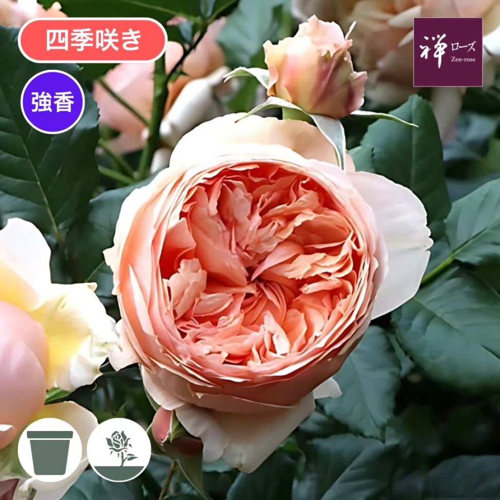 バラ苗 大苗 2026 真宙 まそら Masora 国産ノイバラ台木使用 | 大苗