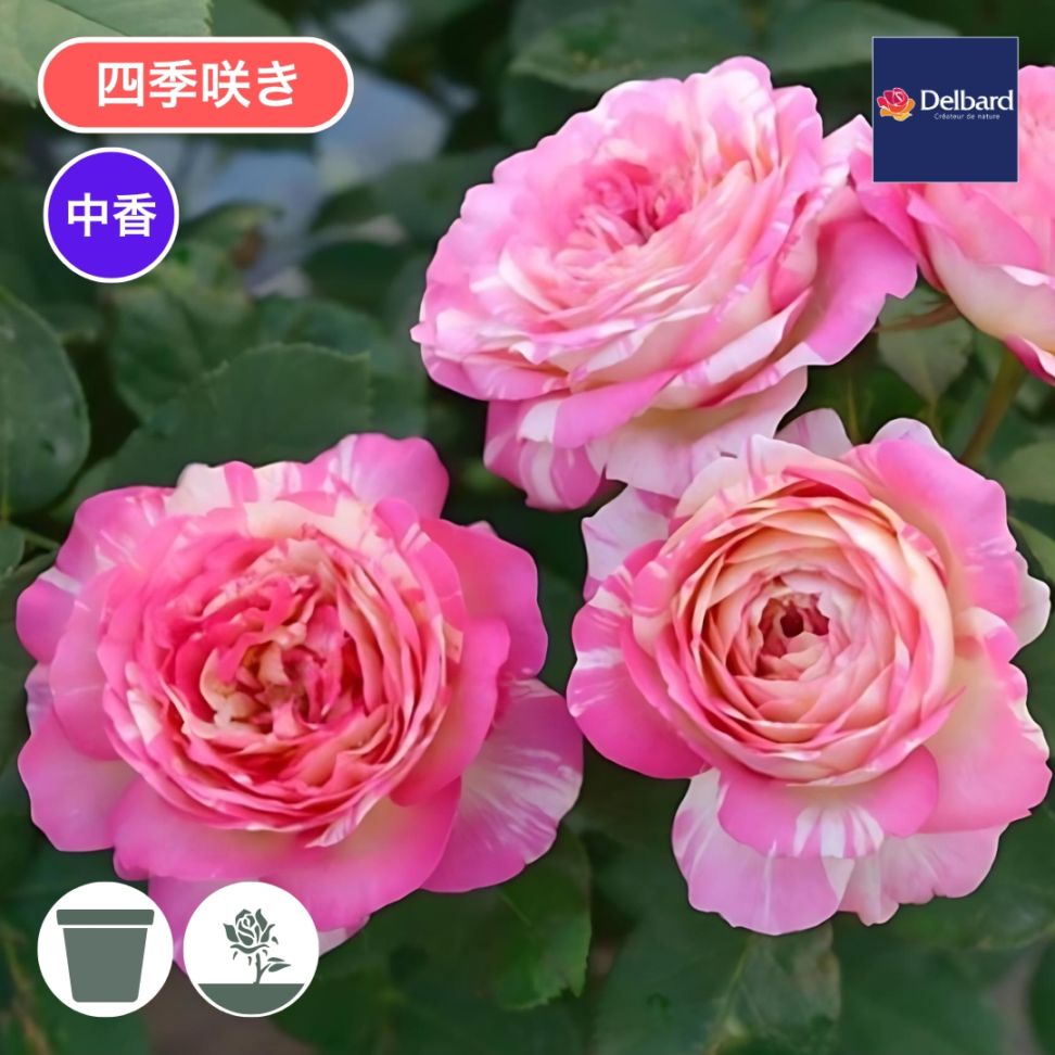 バラ苗 大苗 2026 マルク シャガール Marc Chagall 国産ノイバラ台木