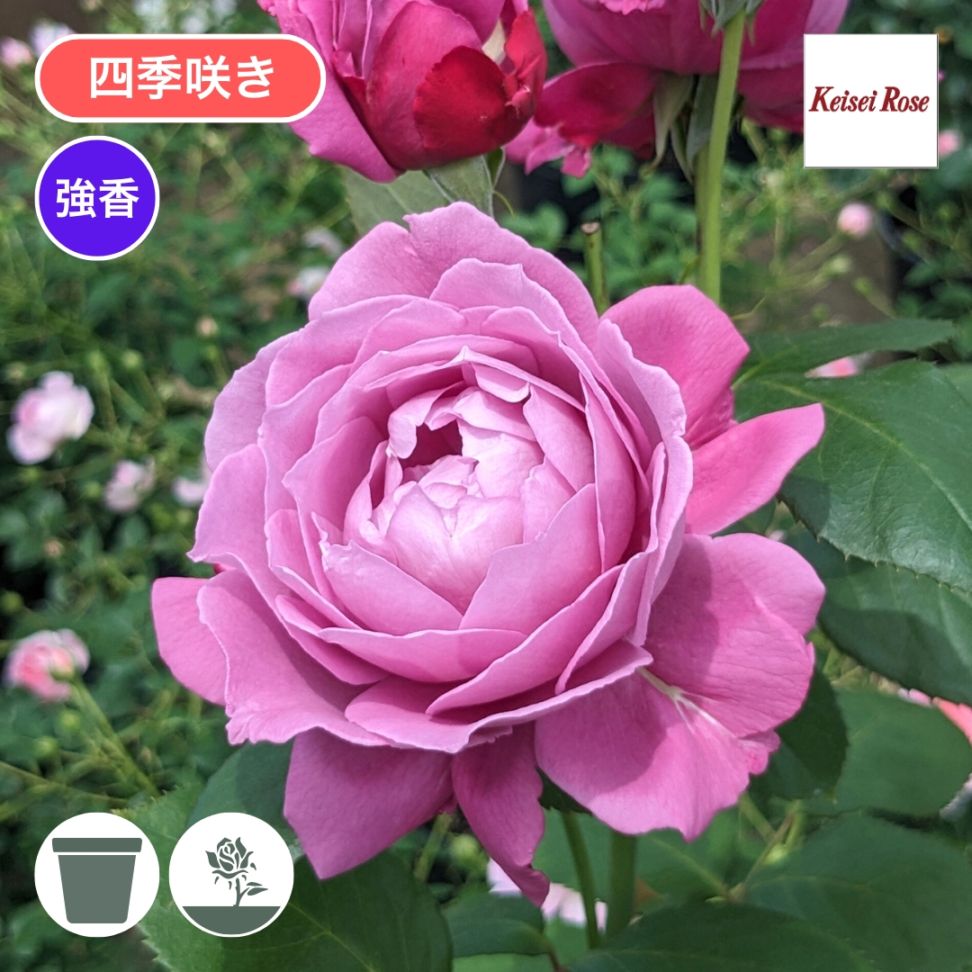 バラ苗 大苗 2026 恋いづな Koiizuna 国産ノイバラ台木使用 | 大苗