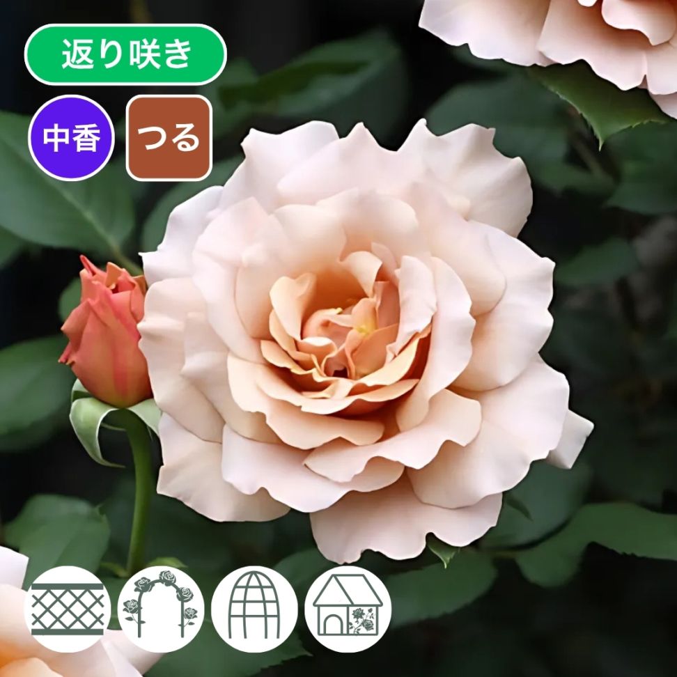 バラ苗 予約新苗 2026 つる ジュリア Julia Climbing 国産ノイバラ台木