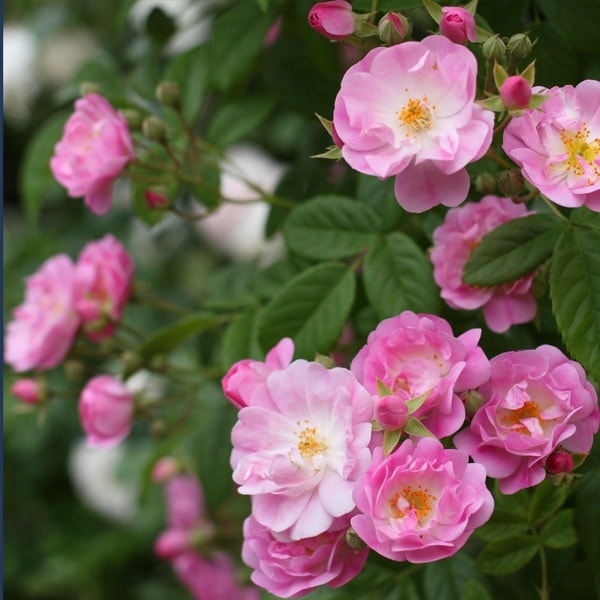 バラ苗 図鑑 ブラッシュ ランブラー Blush Rambler 国産ノイバラ台木