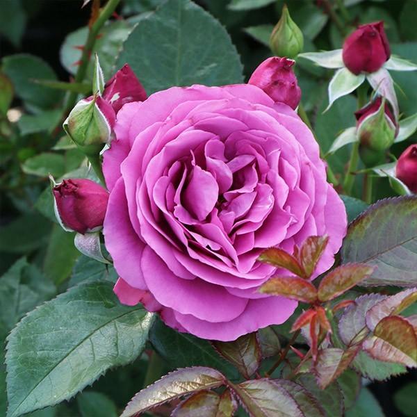 バラ苗 大苗 2026 プラム パーフェクト Plum Perfect 国産ノイバラ台木