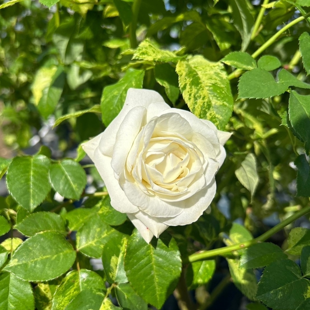 バラ苗 大苗 2026 ファースト フロスト first frost 国産ノイバラ台木