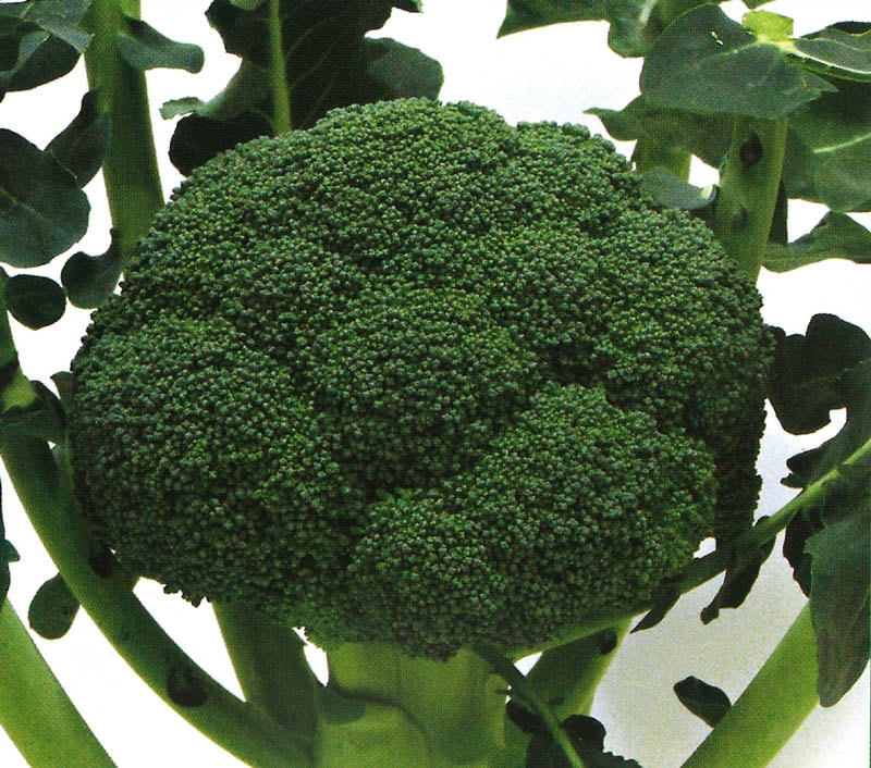 ブロリード ブロッコリー種子 ファイター【取り寄せ注文】＊種子有効