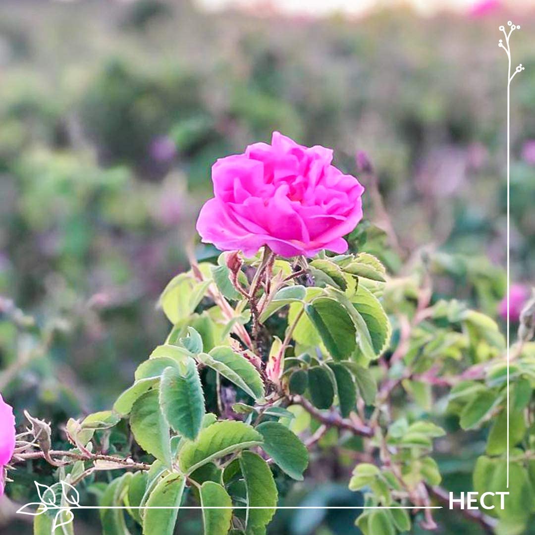 プラナロム】 ローズ (ダマスクローズ） 精油 《2ml》 Rosa damascena