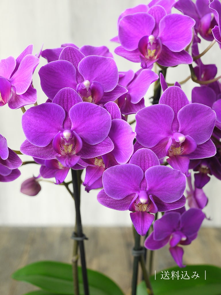 産地直送】椎名洋ラン園 ミディ胡蝶蘭5号鉢3本立ち｜濃いピンク系