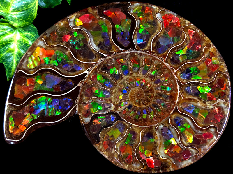 1点物！超激レア！虹色に輝くイリデッセンス☆アンモナイト化石宝石