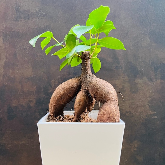 ガジュマルの木 観葉植物 4号鉢苗 小さいサイズ 鉢植え おしゃれな室内