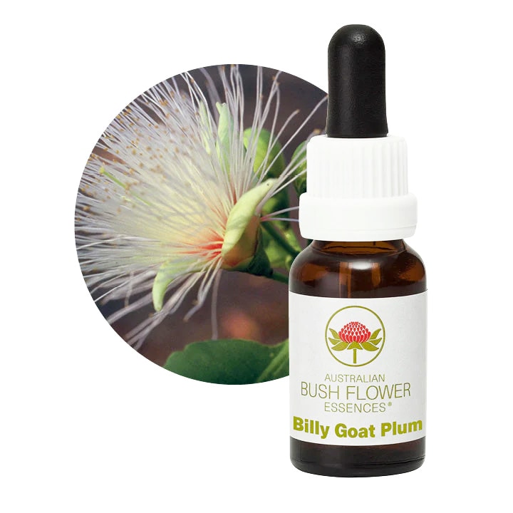 ウェディングブッシュ[Wedding Bush] | ブランド一覧,オーストラリアン