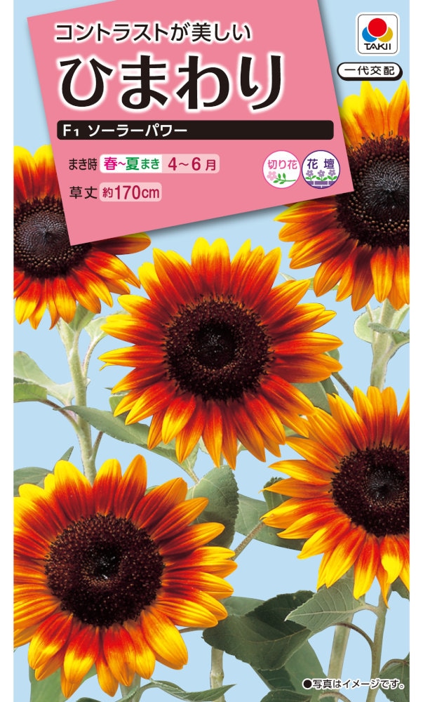 タキイ種苗 ひまわり ソーラーパワーのタネ[内容量：2ml] | 【メーカー