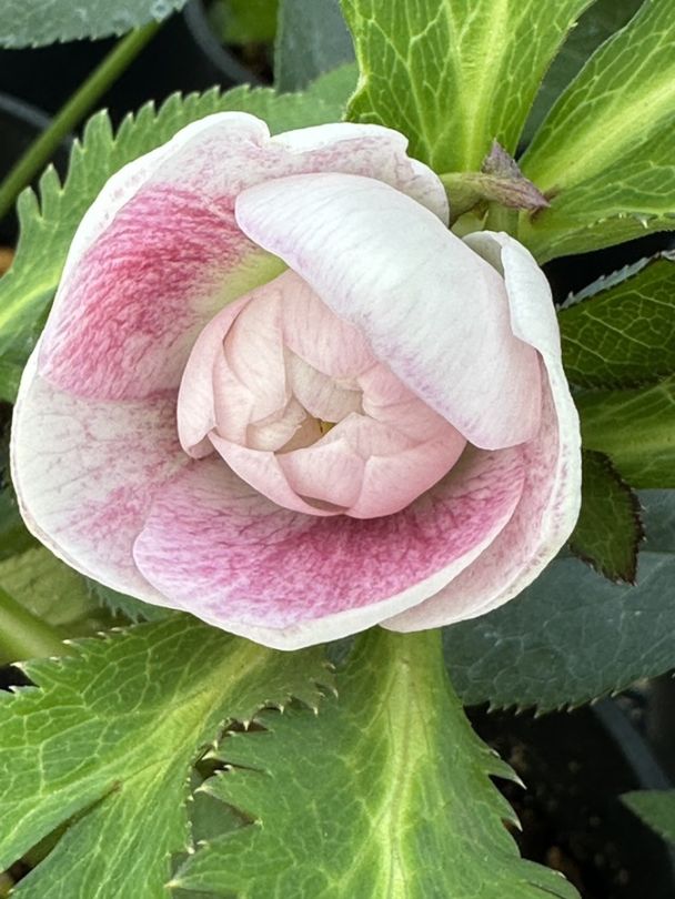 クリスマスローズ ウィンターシンフォニーシリーズ：クレオン系