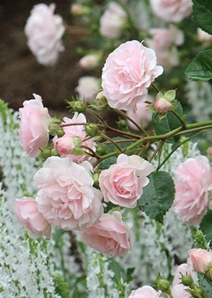 ピンク・キャット （大苗）7号鉢植え ポリアンサ 四季咲き 禅ローズ