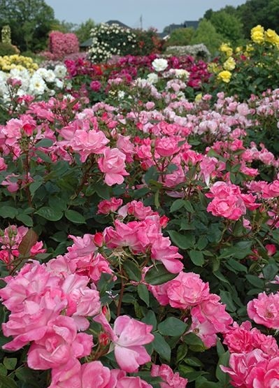 ピンク・ノック・アウト（大苗）7号鉢植え バラ苗 《農林水産省 登録