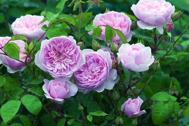 ウィズレー2008（Ausbreeze）（大苗）7号鉢植え バラ苗 《農林水産省