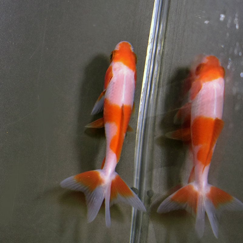 金魚王子】更紗三ツ尾和金 7.5～8cm前後 (個体番号：cde572) 金魚