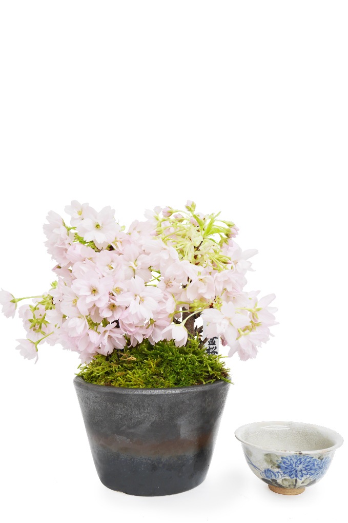 【雛蔵】京都有職・盛花一対 錦彩桜橘飾り睦立雛（手籠台付）｜和食器通販｜織部 Online Store【公式】