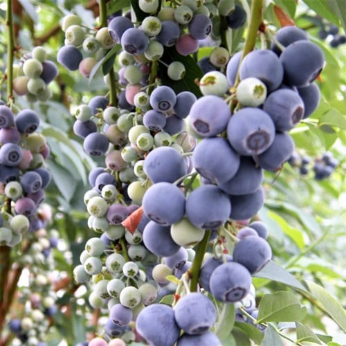 ブライトウェル 【RE系ブルーベリー】2年生苗相当