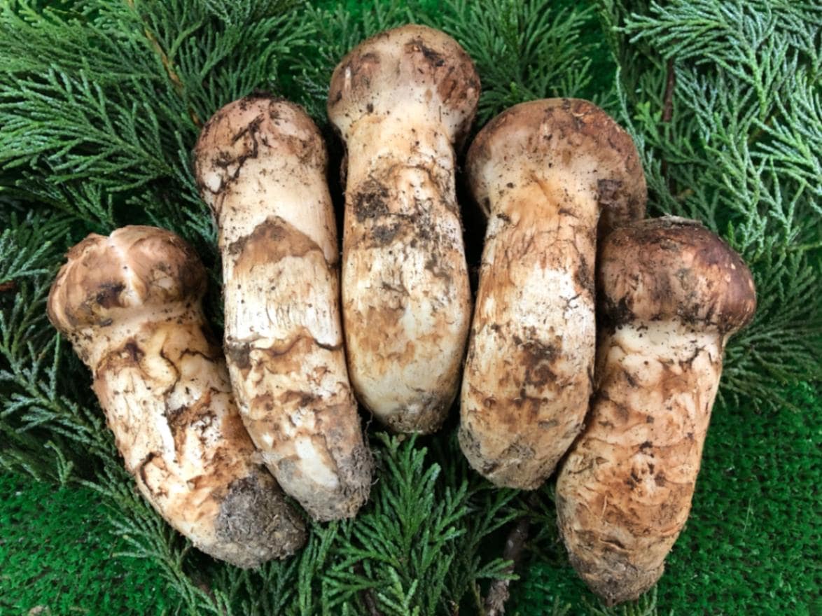 松茸 北海道 300g ⑤ 国産 国産まつたけ 300g | すべての商品 | ますちー