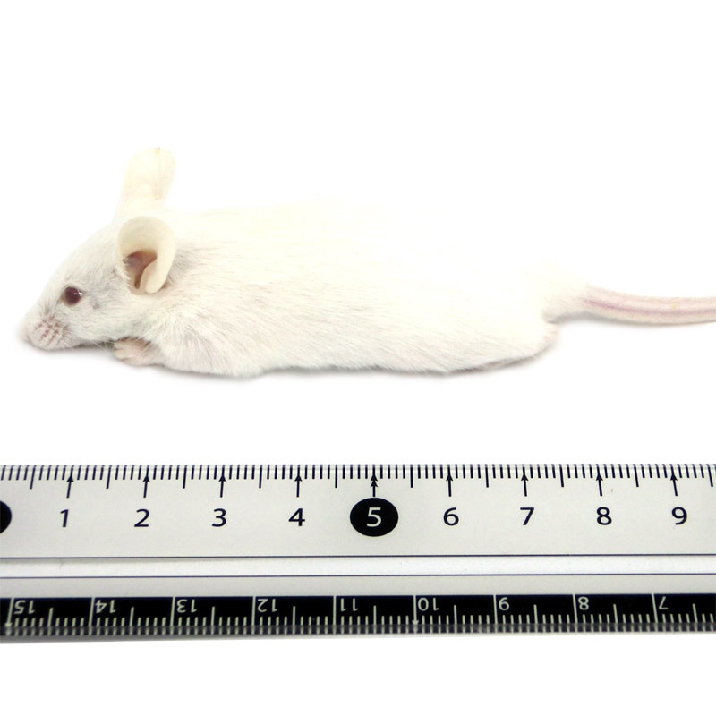 まお 冷凍ヤワゲM10匹ラットM10匹SM10匹おまけ付き！ まお 冷凍ヤワゲ