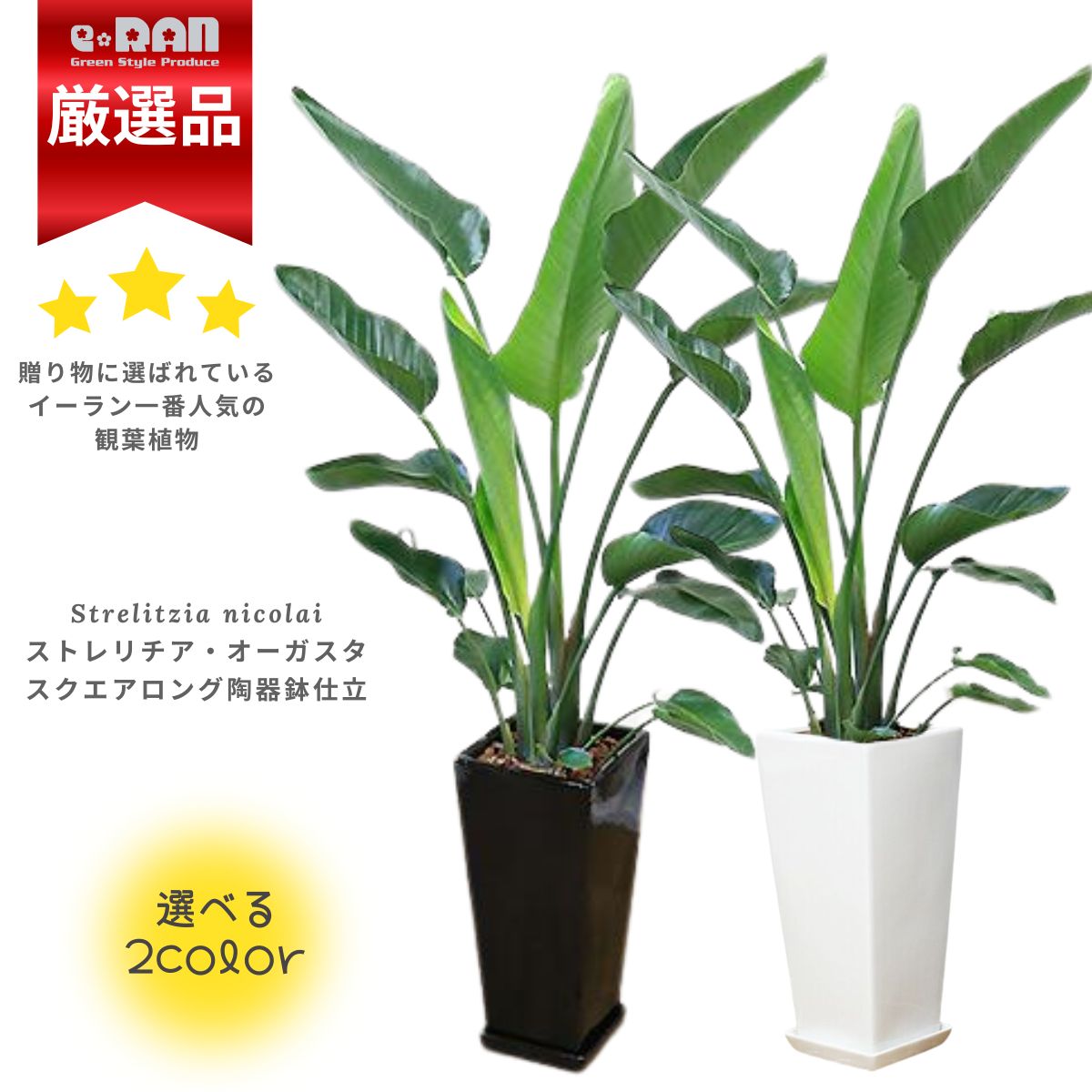 数量限定販売】 観葉植物 大型 ストレリチア オーガスタ 高さ約150cm