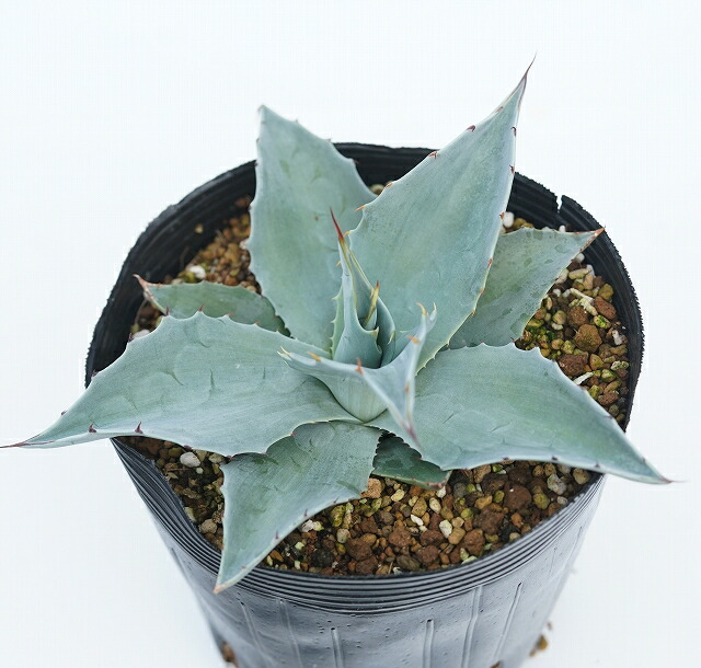 パリー ハイブリッド ホーチエンシス オバティフォリア アガベ パリー