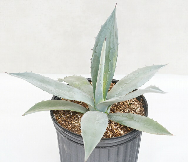 アガベ・アメリカーナ 大株 ※7号規格 抜き苗 | | アガベ