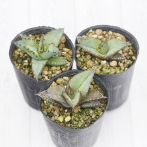 アガベ チタノタ銘品2種セット（白鯨・シーザー）3.5号鉢 | | アガベ