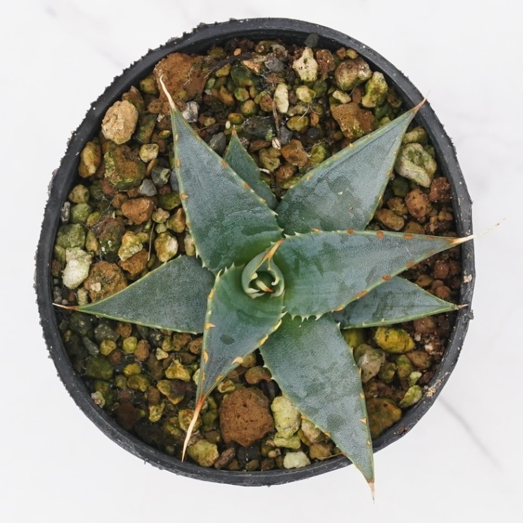 787 アガベ ユタエンシス エボリスピナ 丸型 787 アガベ ユタエンシス