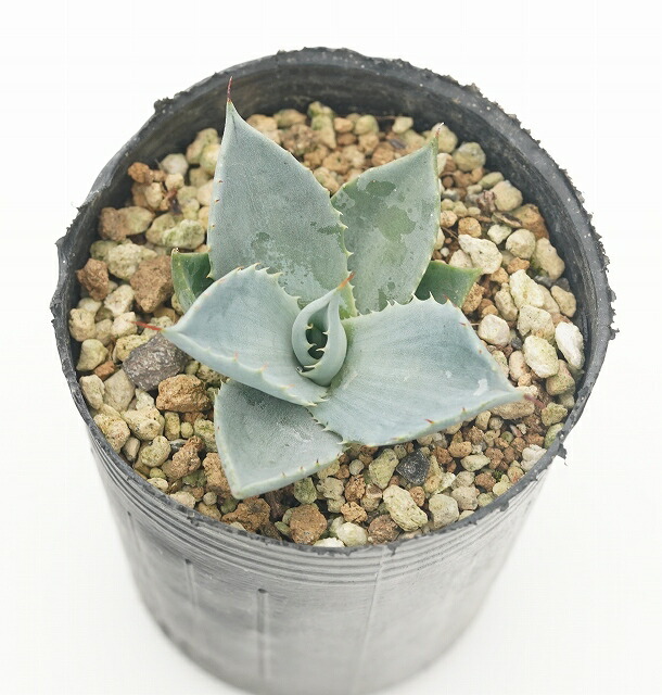 選抜株】アガベ・パリー・トルンカータ ”ホワイトブルー” 2号ロング