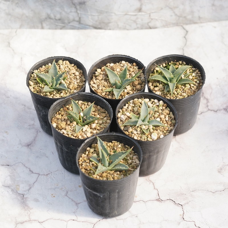 アガベ・ユタエンシス「エボリスピナ」 2号ロングポット×6ポットセット