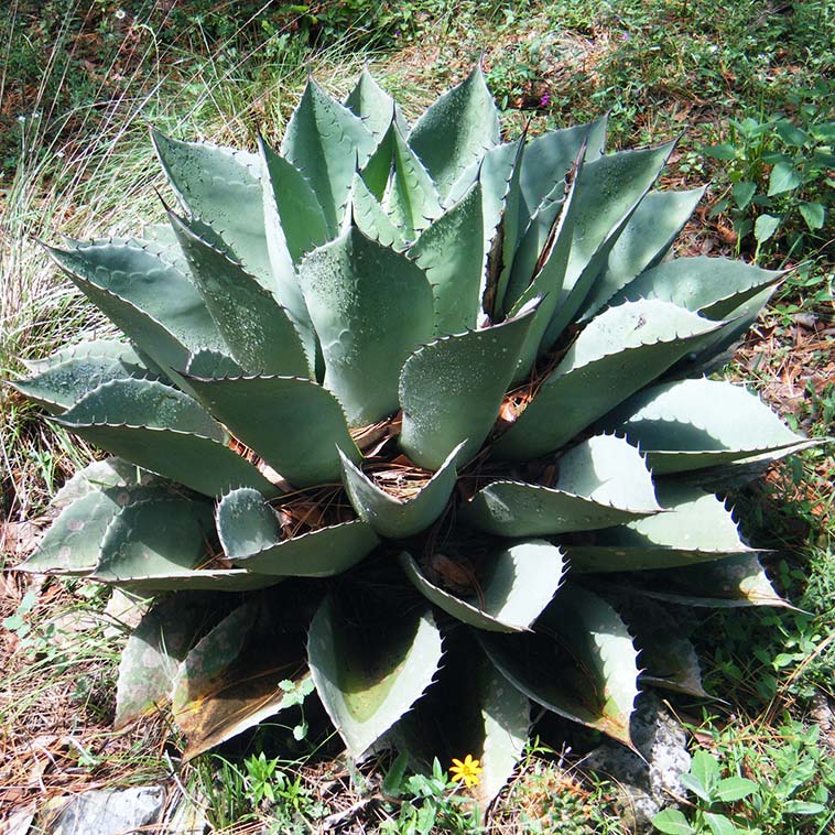 アガベ・オバティフォリア 中株 5号ポット | | アガベ（リュウゼツラン