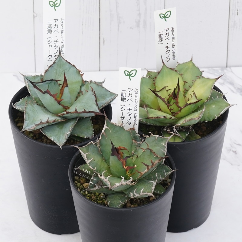アガベ チタノタ銘品3種セット（シーザー・宝珠・シャーク）3.5号鉢