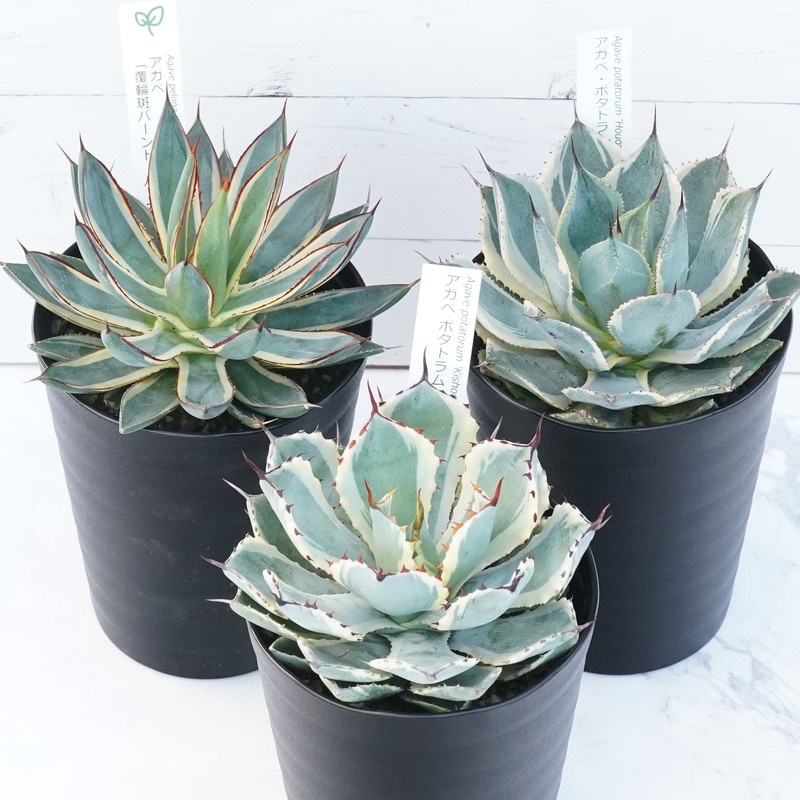 アガベ 斑入り銘品3種セット（吉祥冠錦・バーントバーガンディ錦・鳳凰