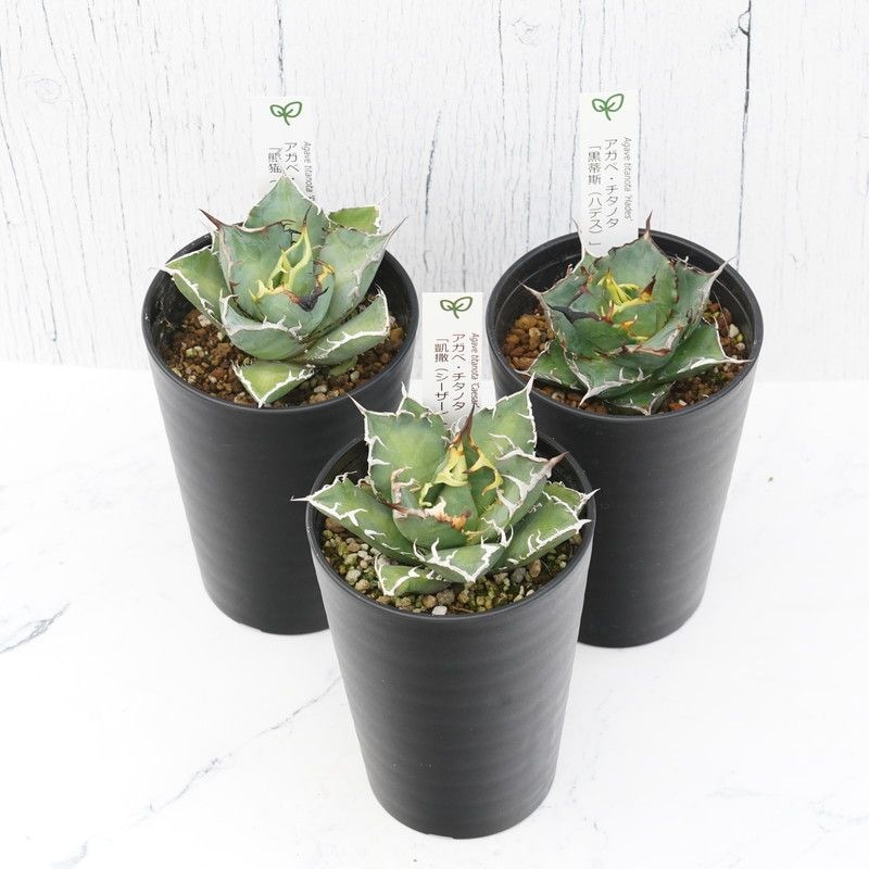 アガベ チタノタ銘品3種セット（シーザー・パンダ・ハデス）3.5号鉢