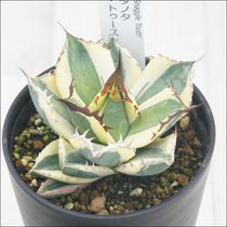 アガベ・チタノタ「レッドキャット・ウィーズル」 3.5号鉢