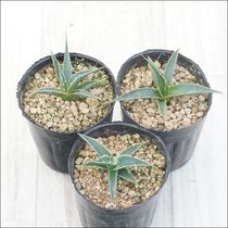 アガベ・ユタエンシス「エボリスピナ」 3号ロングポット | | アガベ