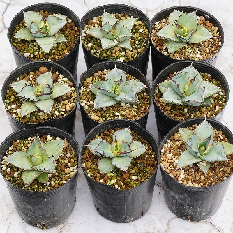 実生選抜株】アガベ・チタノタ「ブルー」 ”ドワーフフォーム” 3号